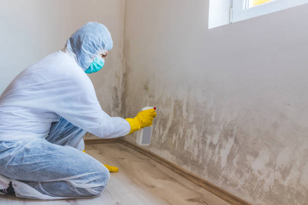 Licensed Basement Mold Remediation service in Little Falls, NY - WQB Mold Removal